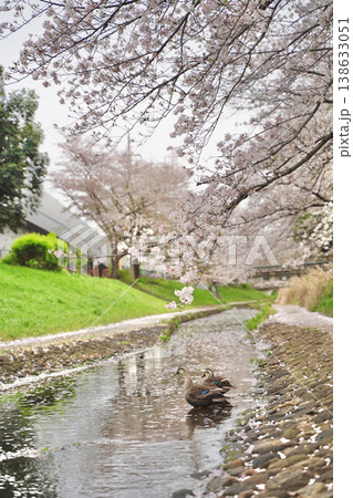 日本の神奈川県横浜市の江川せせらぎ緑道の桜とチューリップ 日本の神奈川県横浜市の江川せせらぎ緑道の桜とチューリップ 138633051
