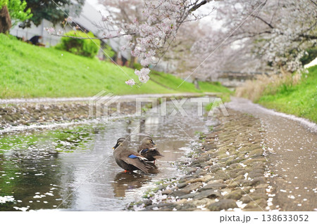 日本の神奈川県横浜市の江川せせらぎ緑道の桜とチューリップ 138633052