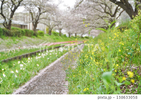 日本の神奈川県横浜市の江川せせらぎ緑道の桜とチューリップ 138633058