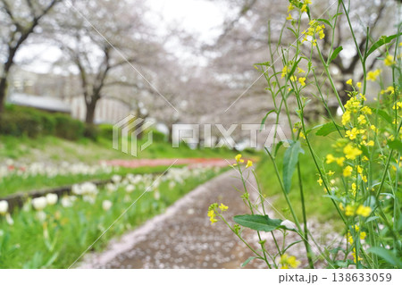 日本の神奈川県横浜市の江川せせらぎ緑道の桜とチューリップ 138633059