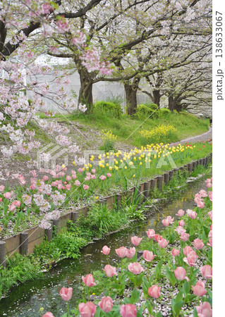 日本の神奈川県横浜市の江川せせらぎ緑道の桜とチューリップ 日本の神奈川県横浜市の江川せせらぎ緑道の桜とチューリップ 138633067