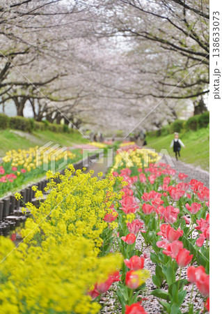 日本の神奈川県横浜市の江川せせらぎ緑道の桜とチューリップ 138633073