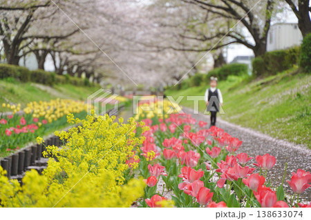 日本の神奈川県横浜市の江川せせらぎ緑道の桜とチューリップ 日本の神奈川県横浜市の江川せせらぎ緑道の桜とチューリップ 138633074