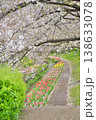 日本の神奈川県横浜市の江川せせらぎ緑道の桜とチューリップ 日本の神奈川県横浜市の江川せせらぎ緑道の桜とチューリップ 138633078