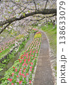 日本の神奈川県横浜市の江川せせらぎ緑道の桜とチューリップ 日本の神奈川県横浜市の江川せせらぎ緑道の桜とチューリップ 138633079
