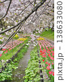 日本の神奈川県横浜市の江川せせらぎ緑道の桜とチューリップ 日本の神奈川県横浜市の江川せせらぎ緑道の桜とチューリップ 138633080