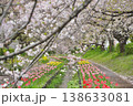 日本の神奈川県横浜市の江川せせらぎ緑道の桜とチューリップ 日本の神奈川県横浜市の江川せせらぎ緑道の桜とチューリップ 138633081
