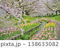日本の神奈川県横浜市の江川せせらぎ緑道の桜とチューリップ 日本の神奈川県横浜市の江川せせらぎ緑道の桜とチューリップ 138633082