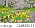 日本の神奈川県横浜市の江川せせらぎ緑道の桜とチューリップ 日本の神奈川県横浜市の江川せせらぎ緑道の桜とチューリップ 138633083