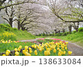日本の神奈川県横浜市の江川せせらぎ緑道の桜とチューリップ 日本の神奈川県横浜市の江川せせらぎ緑道の桜とチューリップ 138633084