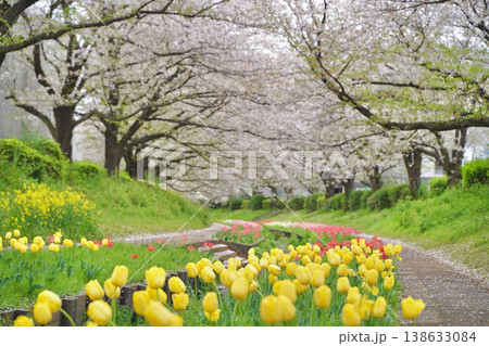 日本の神奈川県横浜市の江川せせらぎ緑道の桜とチューリップ 138633084