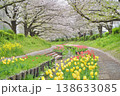 日本の神奈川県横浜市の江川せせらぎ緑道の桜とチューリップ 日本の神奈川県横浜市の江川せせらぎ緑道の桜とチューリップ 138633085