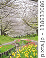 日本の神奈川県横浜市の江川せせらぎ緑道の桜とチューリップ 日本の神奈川県横浜市の江川せせらぎ緑道の桜とチューリップ 138633086