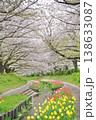 日本の神奈川県横浜市の江川せせらぎ緑道の桜とチューリップ 日本の神奈川県横浜市の江川せせらぎ緑道の桜とチューリップ 138633087