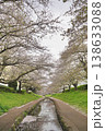 日本の神奈川県横浜市の江川せせらぎ緑道の桜とチューリップ 日本の神奈川県横浜市の江川せせらぎ緑道の桜とチューリップ 138633088
