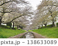 日本の神奈川県横浜市の江川せせらぎ緑道の桜とチューリップ 日本の神奈川県横浜市の江川せせらぎ緑道の桜とチューリップ 138633089