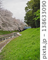 日本の神奈川県横浜市の江川せせらぎ緑道の桜とチューリップ 日本の神奈川県横浜市の江川せせらぎ緑道の桜とチューリップ 138633090