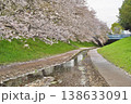 日本の神奈川県横浜市の江川せせらぎ緑道の桜とチューリップ 日本の神奈川県横浜市の江川せせらぎ緑道の桜とチューリップ 138633091