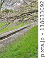 日本の神奈川県横浜市の江川せせらぎ緑道の桜とチューリップ 日本の神奈川県横浜市の江川せせらぎ緑道の桜とチューリップ 138633092