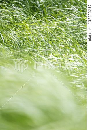 そよ風に揺れる夏草 奥大山 そよ風に揺れる夏草 奥大山 138633237