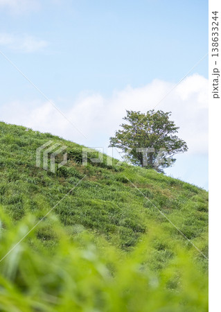 そよ風に揺れる夏草　　奥大山 138633244