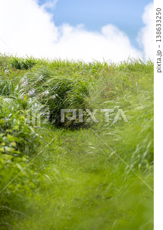 そよ風に揺れる夏草 奥大山 そよ風に揺れる夏草 奥大山 138633250