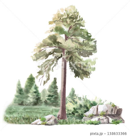 Landscape with pine trees and a coniferous forest in the background. Isolated watercolor illustration for websites about nature, ecology, landscape design, and educational children's books. 138633366