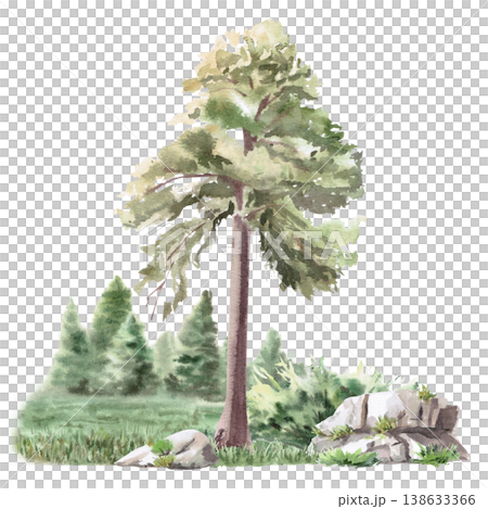 Landscape with pine trees and a coniferous forest in the background. Isolated watercolor illustration for websites about nature, ecology, landscape design, and educational children's books. 138633366