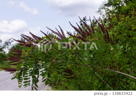 Purple spike-like flowers adorn the branches of Amorpha fruticosa under a partly cloudy sky in a natural setting Purple spike-like flowers adorn the branches of Amorpha fruticosa under a partly cloudy sky in a natural setting 138633422