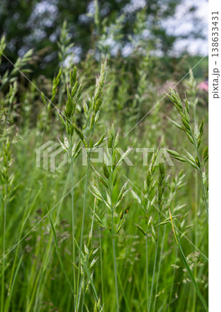 Smooth Brome grass thriving in a lush green field during springtime showcasing its delicate structure and vibrant growth habits Smooth Brome grass thriving in a lush green field during springtime showcasing its delicate structure and vibrant growth habits 138633431