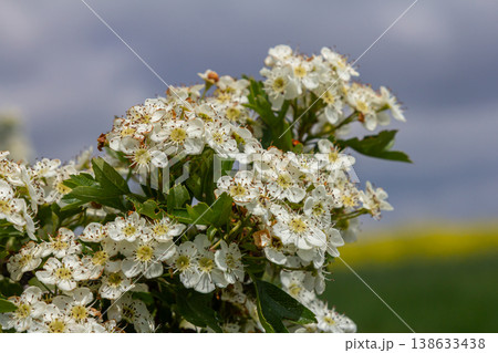 Blooming Crataegus monogyna showcases delicate white flowers against a picturesque backdrop during a sunny spring day in a vibrant landscape Blooming Crataegus monogyna showcases delicate white flowers against a picturesque backdrop during a sunny spring day in a vibrant landscape 138633438