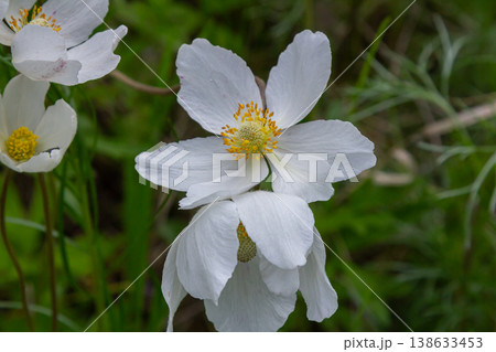 Spring bloom of anemone sylvestris showcasing large white petals in a lush woodland setting under soft sunlight Spring bloom of anemone sylvestris showcasing large white petals in a lush woodland setting under soft sunlight 138633453