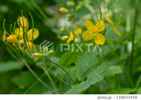 Greater Celandine displays vibrant yellow flowers with distinctive orange sap among lush green foliage in a garden setting during springtime Greater Celandine displays vibrant yellow flowers with distinctive orange sap among lush green foliage in a garden setting during springtime 138633456
