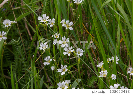 Beautiful field chickweed showcases white star-shaped flowers amidst lush green grass in a vibrant outdoor setting during springtime Beautiful field chickweed showcases white star-shaped flowers amidst lush green grass in a vibrant outdoor setting during springtime 138633458