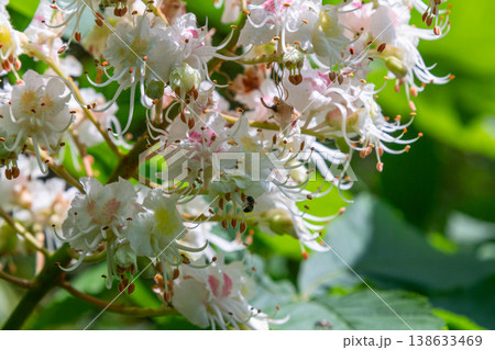 Blooming white flowers of horse chestnut tree surrounded by lush greenery during springtime in a tranquil garden setting Blooming white flowers of horse chestnut tree surrounded by lush greenery during springtime in a tranquil garden setting 138633469