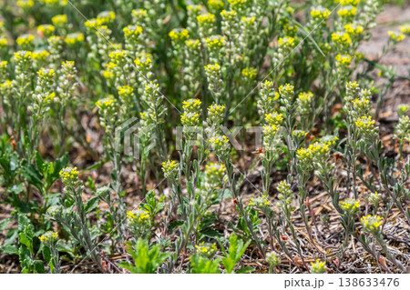 Desert alyssum plants bloom with small yellow flowers in sandy habitat during springtime 138633476