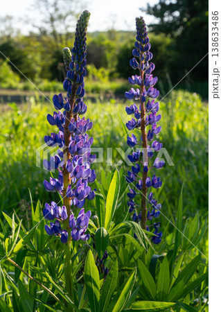 Blooming Bigleaf Lupine shows vibrant blue flowers amidst lush green grass in a sunny field during the early summer morning 138633486