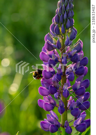 Bright blue lupinus polyphyllus blooms attract a busy bee on a sunny day in a vibrant garden filled with lush greenery and wildflowers 138633487