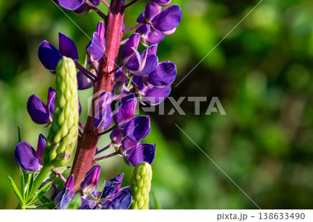 Beautiful Bigleaf Lupine displaying tall blue flowers and palmate leaves in a lush green environment during sunny spring days 138633490