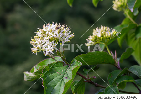 Common dogwood with white flowers and vibrant red branches thriving in a lush green environment during early summer Common dogwood with white flowers and vibrant red branches thriving in a lush green environment during early summer 138633496
