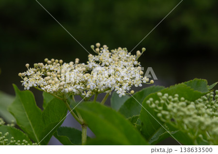 Flowering Sambucus nigra shrub exhibiting clusters of white blossoms in a natural garden setting during springtime Flowering Sambucus nigra shrub exhibiting clusters of white blossoms in a natural garden setting during springtime 138633500