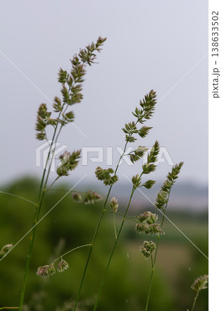 Beautiful cluster of Dactylis glomerata swaying gently in the breeze during a calm overcast afternoon in a rural landscape Beautiful cluster of Dactylis glomerata swaying gently in the breeze during a calm overcast afternoon in a rural landscape 138633502
