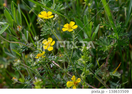 Hoary cinquefoil blooms with bright yellow flowers and silvery foliage in a vibrant meadow during late spring in North America 138633509