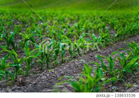 Rows of vibrant green young corn plants grow in rich brown soil, representing agricultural growth, sustainable farming, and the promise of a bountiful future harvest Rows of vibrant green young corn plants grow in rich brown soil, representing agricultural growth, sustainable farming, and the promise of a bountiful future harvest 138633536