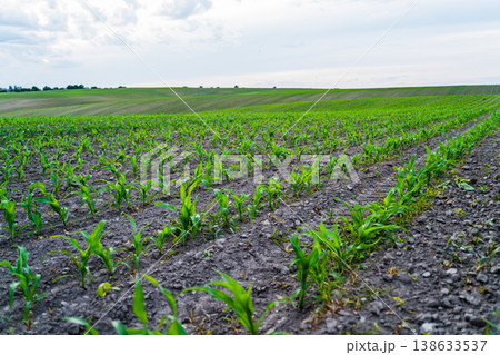 Young corn sprouts emerging from rich soil, forming neat rows extending into the distance across a cultivated farm field, representing agricultural growth and renewal Young corn sprouts emerging from rich soil, forming neat rows extending into the distance across a cultivated farm field, representing agricultural growth and renewal 138633537