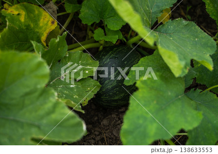 Young green pumpkin growing on the vine, subtly hidden among large lush leaves on the ground, representing nature's bounty, organic farming, and the cycle of harvest in a summer garden Young green pumpkin growing on the vine, subtly hidden among large lush leaves on the ground, representing nature's bounty, organic farming, and the cycle of harvest in a summer garden 138633553