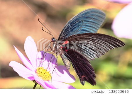 コスモスの花を吸蜜中のナガサキアゲハ(オス) コスモスの花を吸蜜中のナガサキアゲハ(オス) 138633656