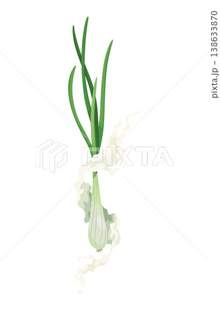 Spring onion vector illustration, Also known as scallions or green onions, isolated on white background Spring onion vector illustration, Also known as scallions or green onions, isolated on white background 138633870