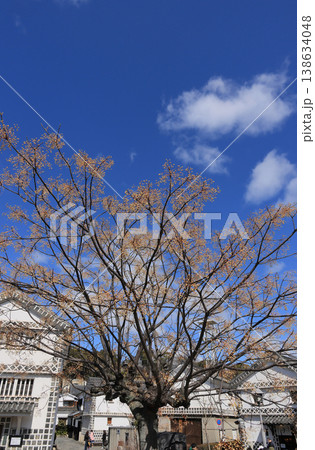 倉敷美観地区の街角風景［倉敷考古館とセンダンの木］ 138634048