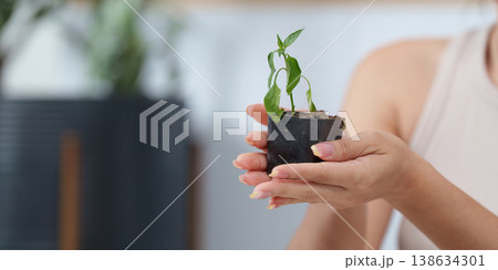 Close-up of hands holding a seedling in a pot 138634301